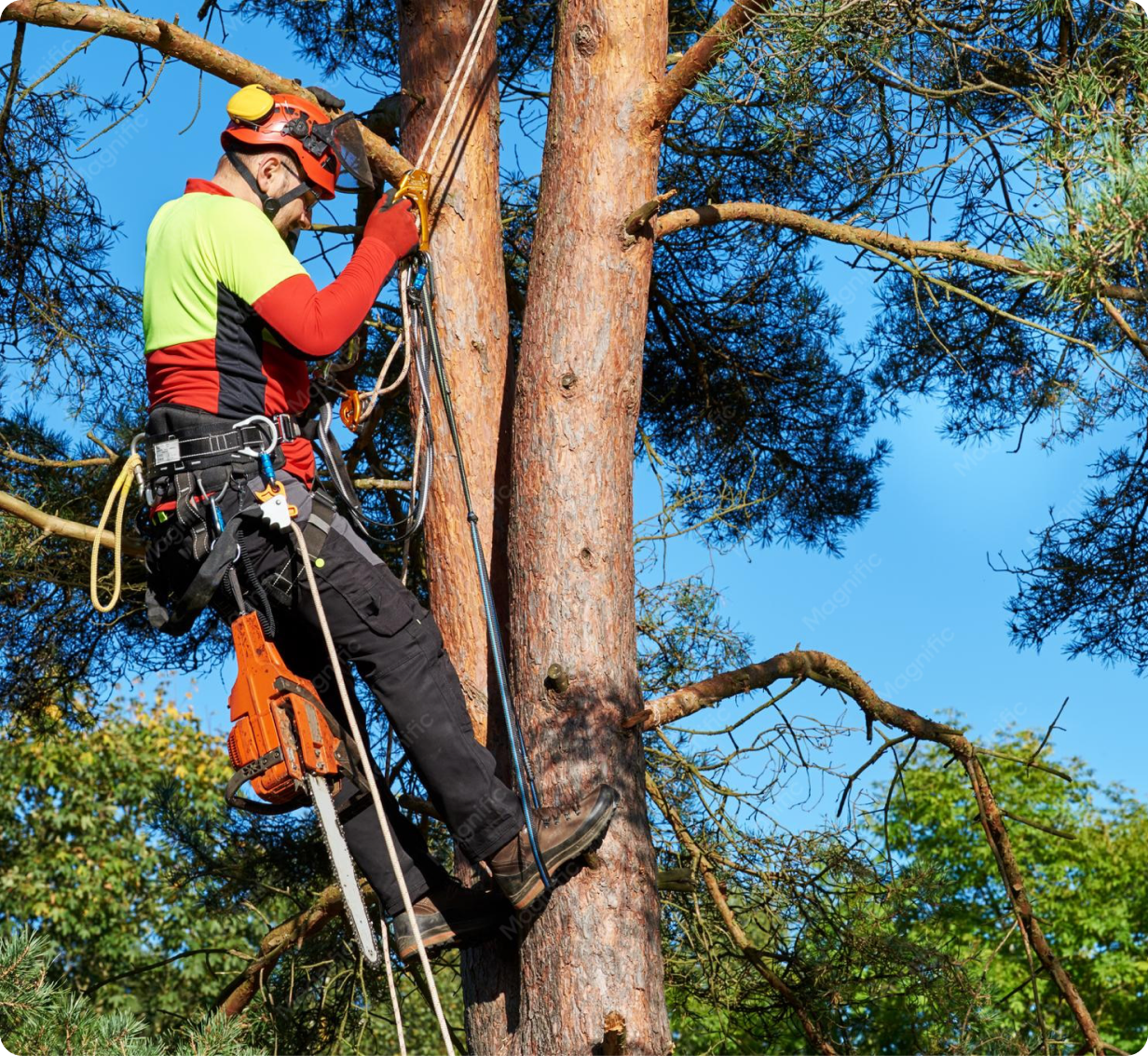 Certified arborist harnessed to a tall pine, pruning branches with a chainsaw