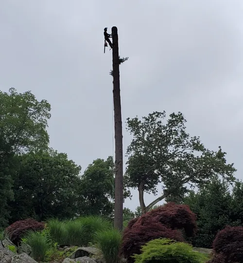 Tall tree removal in progress