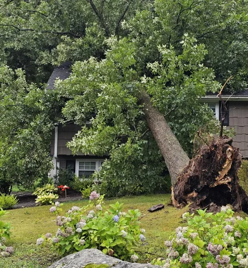 Storm-damaged tree cleanup