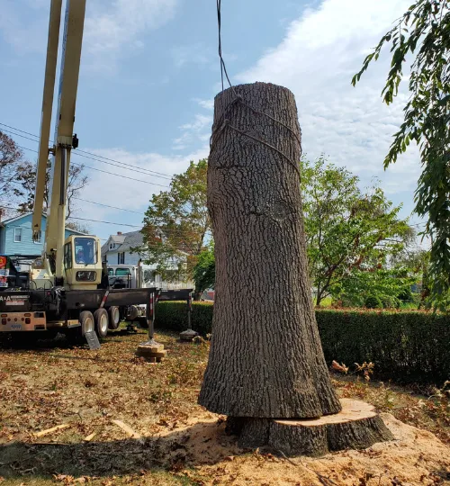 Crane-assisted tree removal