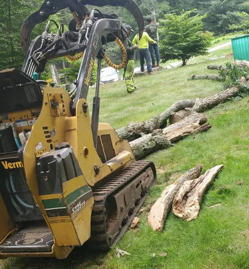 Completed tree care project