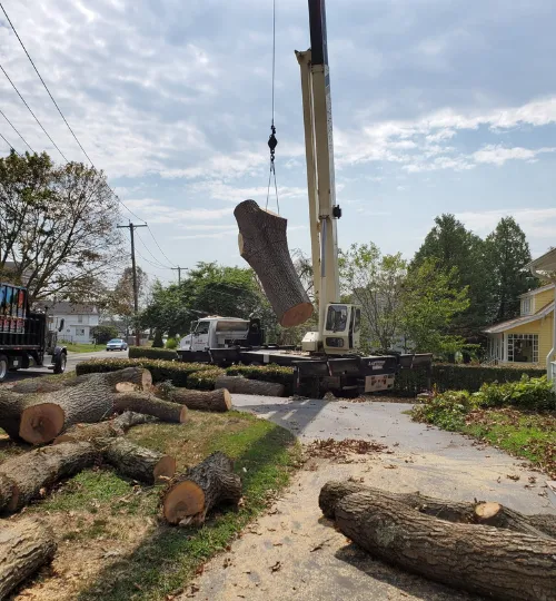 Professional tree service work