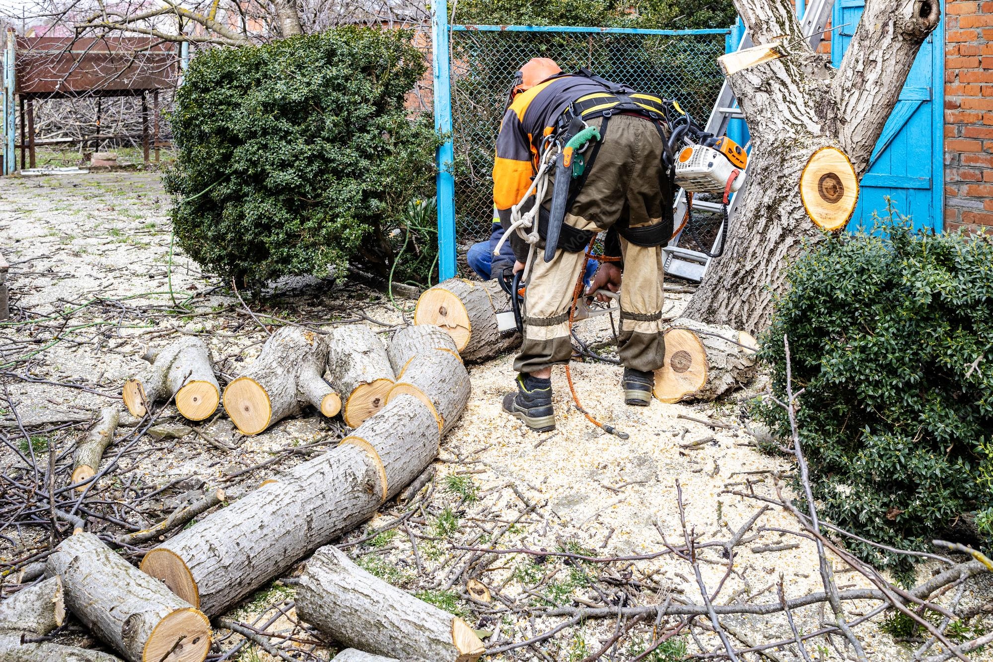 Certified arborist rigging and removing a large tree